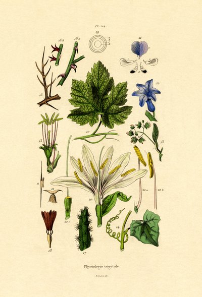 Plants by French School